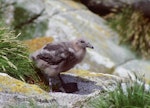 Subantarctic skua | Hākoakoa. Chick. Snares Islands, January 1987. Image © Colin Miskelly by Colin Miskelly.