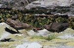 Subantarctic skua | Hākoakoa. Adult (left) and fledgling pulling a diving petrel apart. Snares Islands. Image © Alan Tennyson by Alan Tennyson.