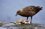 Subantarctic skua | Hākoakoa. Adult dining on blue penguin. Rangatira Island, January 2004. Image © Matt Charteris and Don Merton by Matt Charteris and Don Merton.