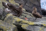 Subantarctic skua | Hākoakoa. Pair feeding on Chatham Island mollymawk chick (bird on left displaying). The Pyramid, Chatham Islands, November 2010. Image © Mark Fraser by Mark Fraser.