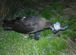 Subantarctic skua | Hākoakoa. Adult killing a diving petrel. Shoe Island, Auckland Islands, January 2018. Image © Colin Miskelly by Colin Miskelly.