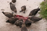 Subantarctic skua | Hākoakoa. Flock feeding on NZ sea lion pup carcass. Enderby Island, Auckland Islands, December 2005. Image © Andrew Maloney by Andrew Maloney.