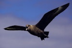 Subantarctic skua | Hākoakoa. Adult in flight calling. Forty Fours, Chatham Islands, December 2009. Image © Mark Fraser by Mark Fraser.