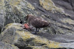 Subantarctic skua | Hākoakoa. Adult feeding on Chatham Island mollymawk chick. The Pyramid, Chatham Islands, November 2010. Image © Mark Fraser by Mark Fraser.