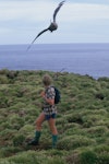 Subantarctic skua | Hākoakoa. Adult attacking a person near nest. Snares Islands. Image © Alan Tennyson by Alan Tennyson.