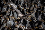 Subantarctic skua | Hākoakoa. Adult carrying royal penguin egg. Macquarie Island, December 2014. Image © Doug Gimesy by Doug Gimesy.