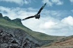 Subantarctic skua | Hākoakoa. Adult diving to defend its nest. Mangere Island, Chatham Islands, December 1982. Image © Department of Conservation by Dave Crouchley.