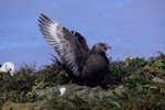 Subantarctic skua | Hākoakoa. Adult displaying. Forty Fours, Chatham Islands, December 2009. Image © Mark Fraser by Mark Fraser.