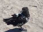 Subantarctic skua | Hākoakoa. Partially leucistic juvenile. Enderby Island, Auckland Islands, December 2022. Image © Andy Maloney by Andy Maloney.