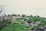 Subantarctic skua | Hākoakoa. Large 'club' of prebreeders. Skua Point, Snares Islands, February 1983. Image © Colin Miskelly by Colin Miskelly.