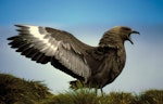 Subantarctic skua | Hākoakoa. Adult displaying. North East Island, Snares Islands, December 1986. Image © Colin Miskelly by Colin Miskelly.