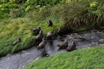 Subantarctic skua | Hākoakoa. Non-breeding flock beside Ringdove stream. Antipodes Island, February 2009. Image © Mark Fraser by Mark Fraser.