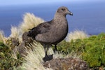 Subantarctic skua | Hākoakoa. Adult. Antipodes Island, March 2010. Image © Mark Fraser by Mark Fraser.