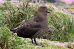 Subantarctic skua | Hākoakoa. Adult calling. The Pyramid, Chatham Islands, November 2010. Image © Mark Fraser by Mark Fraser.