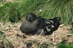 Subantarctic skua | Hākoakoa. Adult on nest. Antipodes Island, November 1978. Image © Department of Conservation (image ref: 10043246) by John Kendrick, Department of Conservation.