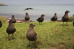 Subantarctic skua | Hākoakoa. Non-breeding flock. Enderby Island, Auckland Islands, December 2005. Image © Andrew Maloney by Andrew Maloney.