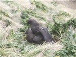 Subantarctic skua | Hākoakoa. Adults copulating. Penguin Bay, Campbell Island, November 2010. Image © Kyle Morrison by Kyle Morrison.