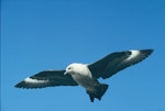 South Polar skua. Adult in flight. Hop Island, Prydz Bay, Antarctica, December 1989. Image © Colin Miskelly by Colin Miskelly.