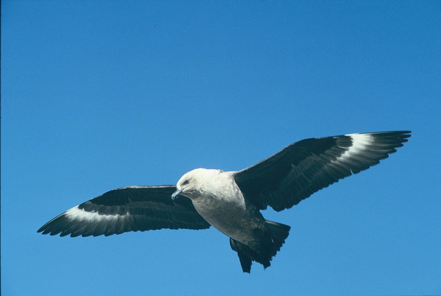 South Polar skua. Adult in flight. Hop Island, Prydz Bay, Antarctica, December 1989. Image © Colin Miskelly by Colin Miskelly.