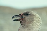 South Polar skua. Adult. Hop Island, Prydz Bay, Antarctica, December 1989. Image © Colin Miskelly by Colin Miskelly.