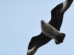 South Polar skua. Adult in flight, ventral. Cape Crozier, December 2011. Image © Terry Greene by Terry Greene.