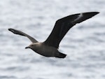 South Polar skua. Immature in flight. Kermadec Islands, April 2021. Image © Scott Brooks (ourspot) by Scott Brooks.