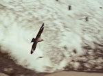 South Polar skua. Dorsal view of adult in flight. Hop Island, Prydz Bay, Antarctica, December 1989. Image © Colin Miskelly by Colin Miskelly.