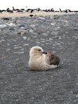 South Polar skua. Adult intermediate morph resting on beach. Cape Bird, December 2012. Image © Terry Greene by Terry Greene.