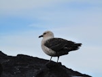 South Polar skua. Adult, pale morph. Cape Royds, November 2011. Image © Terry Greene by Terry Greene.