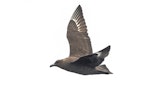 South Polar skua. Juvenile, dark morph. At sea off Otago Peninsula, March 2017. Image © Matthias Dehling by Matthias Dehling.