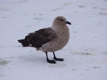 South Polar skua. Adult. Gould Bay, Weddell Sea, November 2014. Image © Colin Miskelly by Colin Miskelly.