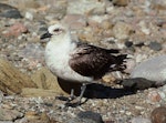 South Polar skua. Adult pale morph. Hop Island, Prydz Bay, Antarctica, February 1990. Image © Colin Miskelly by Colin Miskelly.