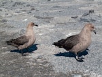 South Polar skua. Dark morph adults. Cape Royds, December 2012. Image © Terry Greene by Terry Greene.