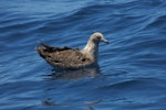 South Polar skua. Swimming. At sea, Off Wollongong, New South Wales, Australia, February 2008. Image © Brook Whylie by Brook Whylie.