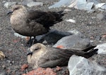 South Polar skua. Pair at nest. Deception Island, South Shetland Islands, December 2009. Image © Tony Crocker by Tony Crocker.