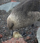 South Polar skua. Adult at nest with two eggs. Deception Island, South Shetland Islands, December 2009. Image © Tony Crocker by Tony Crocker.