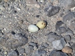 South Polar skua. Nest with two eggs. Cape Crozier, December 2011. Image © Terry Greene by Terry Greene.