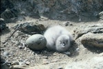 South Polar skua. Egg and young chick in nest scrape. Hop Island, Prydz Bay, Antarctica, December 1989. Image © Colin Miskelly by Colin Miskelly.