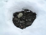 South Polar skua. Nest with one egg after snow. Cape Crozier, December 2011. Image © Terry Greene by Terry Greene.