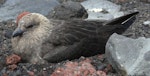 South Polar skua. Incubating adult at nest. Deception Island, South Shetland Islands, December 2009. Image © Tony Crocker by Tony Crocker.