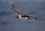 Pomarine skua. Adult. At sea off Wollongong, New South Wales, Australia, March 2011. Image © Brook Whylie by Brook Whylie.