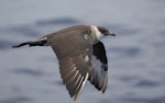 Pomarine skua. Adult, in flight. At sea off Wollongong, New South Wales, Australia, January 2010. Image © Brook Whylie by Brook Whylie.