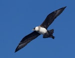 Pomarine skua. Pale morph, non-breeding adult, ventral view. At sea off Wollongong, New South Wales, Australia, March 2013. Image © Brook Whylie by Brook Whylie.