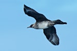 Pomarine skua. Pale morph non-breeding adult in flight. North Cape pelagic, March 2015. Image © Les Feasey by Les Feasey.