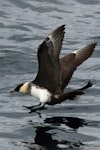 Pomarine skua. Adult in breeding plumage, landing on water (ventral). Tori-shima, Japan, April 2009. Image © Nigel Voaden by Nigel Voaden.