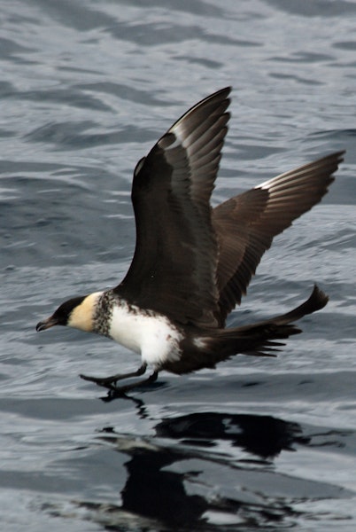 Pomarine skua. Adult in breeding plumage, landing on water (ventral). Tori-shima, Japan, April 2009. Image © Nigel Voaden by Nigel Voaden.