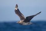 Pomarine skua. Juvenile, pale morph, in flight. At sea off Wollongong, New South Wales, Australia, December 2014. Image © Brook Whylie by Brook Whylie.