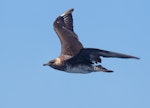 Pomarine skua. Immature pale morph, in flight. At sea off Wollongong, New South Wales, Australia, January 2015. Image © Brook Whylie by Brook Whylie.