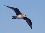 Pomarine skua. Immature, pale morph, in flight. At sea off Wollongong, New South Wales, Australia, January 2015. Image © Brook Whylie by Brook Whylie.