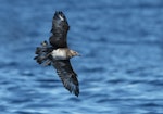 Pomarine skua. Immature in flight. Port MacDonnell pelagic, South Australia, March 2017. Image © Craig Greer by Craig Greer.